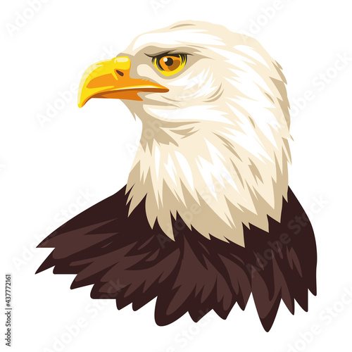 bald eagle bird
