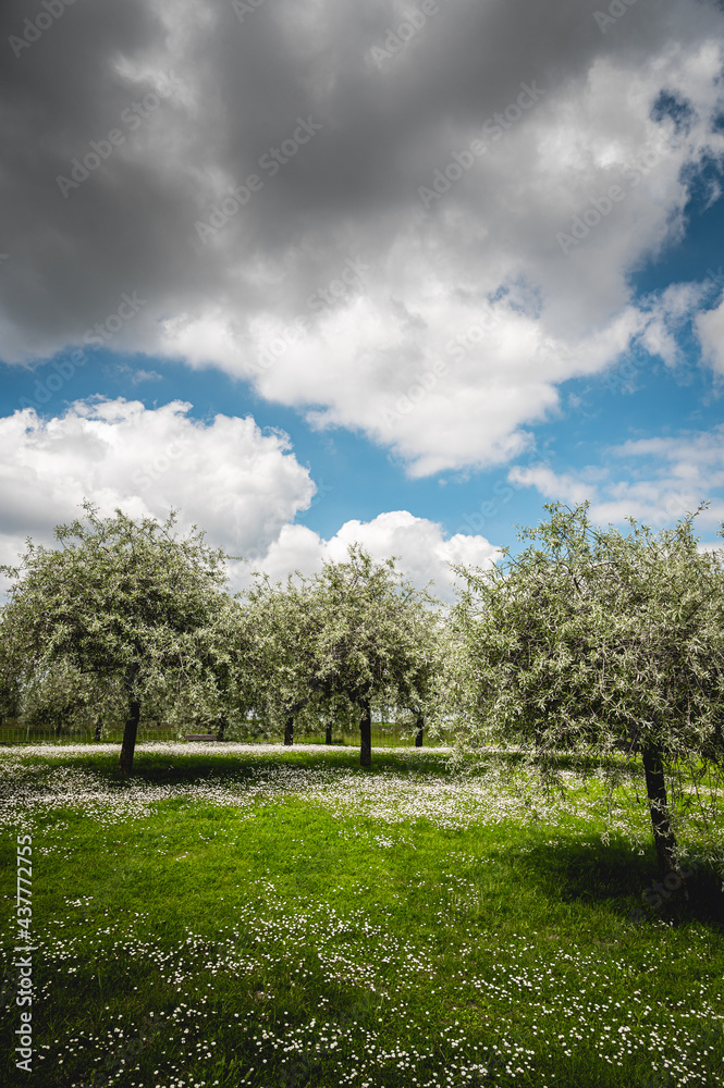 Verger de pommiers au printemps en Normandie Verger de pommiers au printemps en Normandie