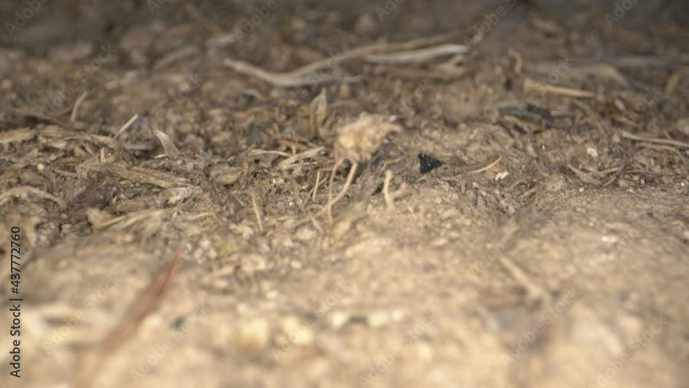 Animal Insects Ants on Soil Animal Insects Ants on Soil