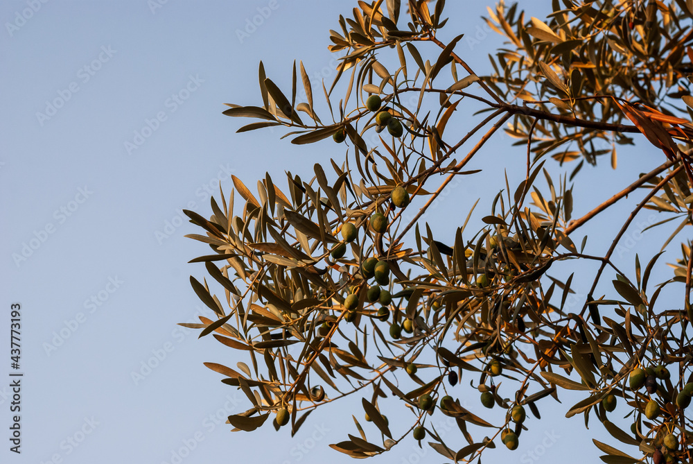 Olive Tree Branches Covered with Leaves and Fruits in Sunset Light on Blue Sky Background - Rural View on Sithonia Chalkidiki Greece Olive Tree Branches Covered with Leaves and Fruits in Sunset Light on Blue Sky Background - Rural View on Sithonia Chalkidiki Greece