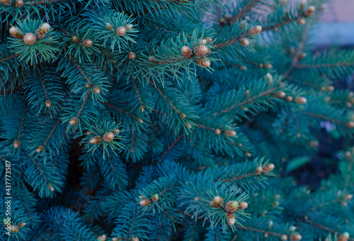 Fir tree brunch close up. Shallow focus. Fluffy fir tree brunch close up. Christmas wallpaper concept. Copy space.