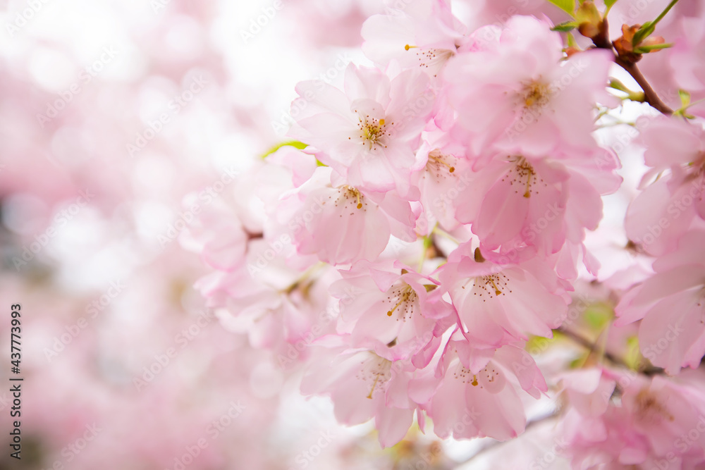 Beautiful pink sakura blossom on blurred background, closeup. Space for text Beautiful pink sakura blossom on blurred background, closeup. Space for text
