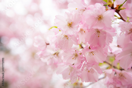 Beautiful pink sakura blossom on blurred background  closeup. Space for text