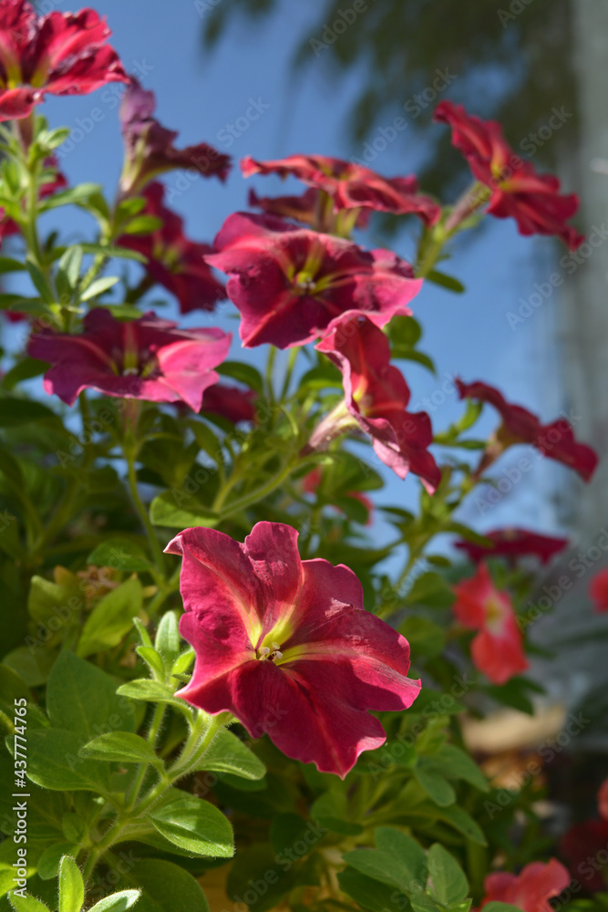 Bright petunia flowers in summer sunny day. Balcony greening