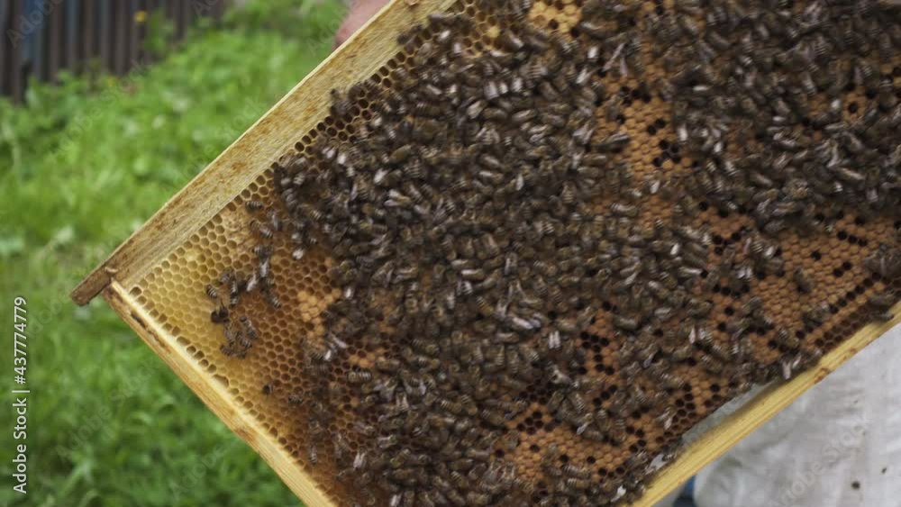 Beekeeper is working with bees and beehives
Beekeeper is working with bees and beehives