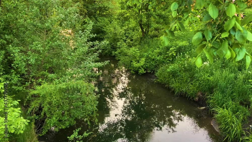 Duck swims into small green river, beautiful nature in the city park Duck swims into small green river, beautiful nature in the city park
