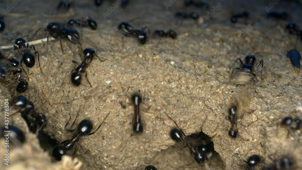 Animal Insects Ants on Soil