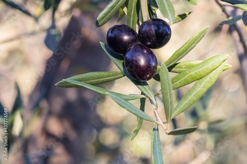 closeup of ripe black olives on olive tree branch with blurred background and copy space