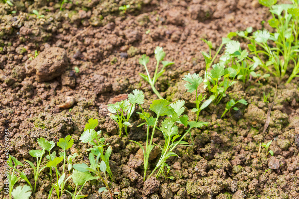Parsley grows in the garden in the summer in the greenhouse Parsley grows in the garden in the summer in the greenhouse