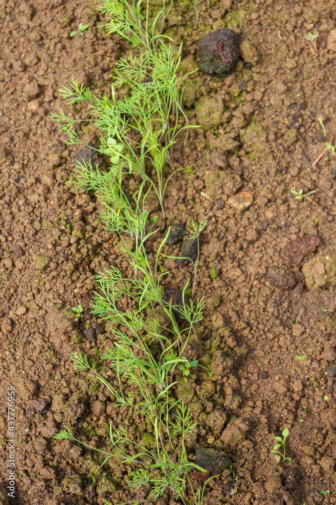 Parsley grows in the garden in the summer in the greenhouse Parsley grows in the garden in the summer in the greenhouse