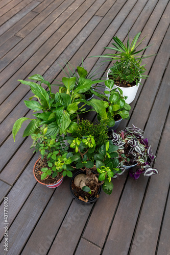 Top view photo of group of indoor plants