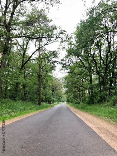 road in the forest, saerbeck