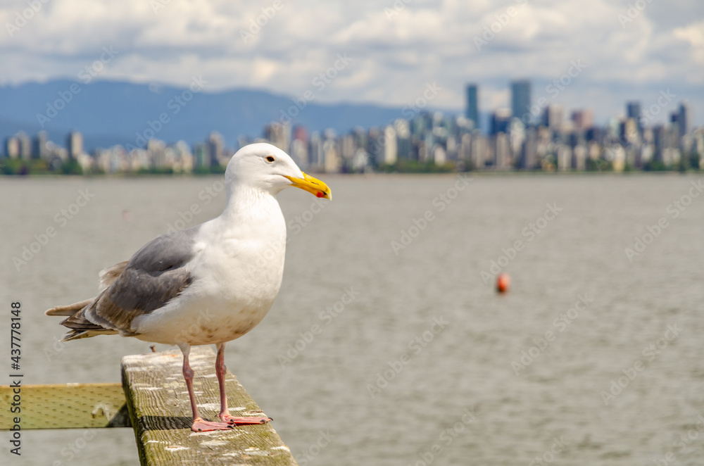 Seagull, seagulls, bird, birds, sea Seagull, seagulls, bird, birds, sea