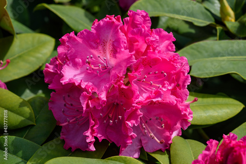 Pink Rhododendron