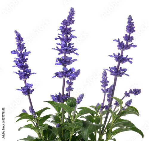 Salvia farinacea flowers