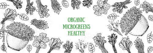 Microgreens hand drawn vector illustration. Organic healthy food. Microgreens sprouts. Various micro greens. Hand drawn design. Healthy lifestyle. Design for packaging and more. Sketch style.