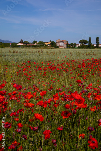 poppy field next ti Pisa in Tuscany