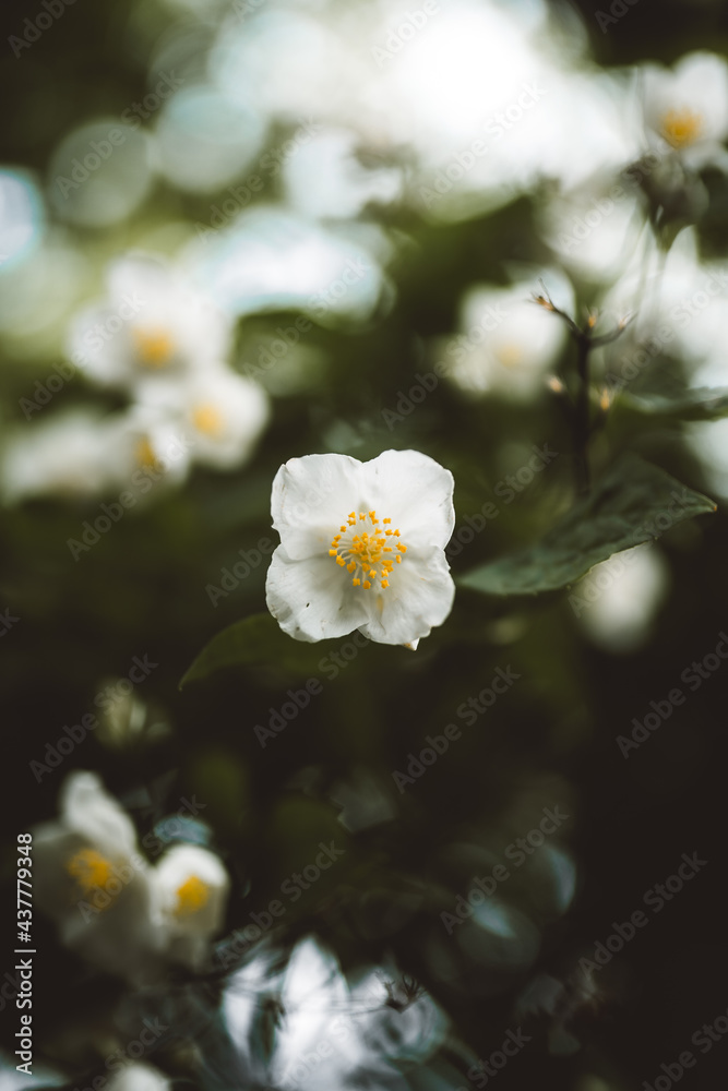 A close-up of white flowers on a dark green background