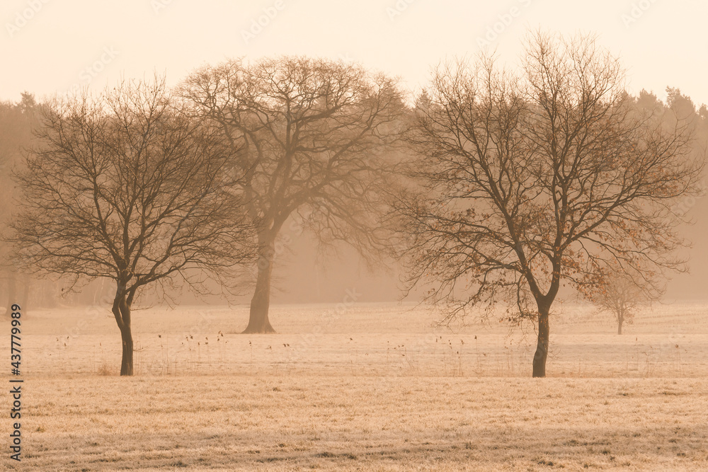 Trees in the fog in the morning Trees in the fog in the morning