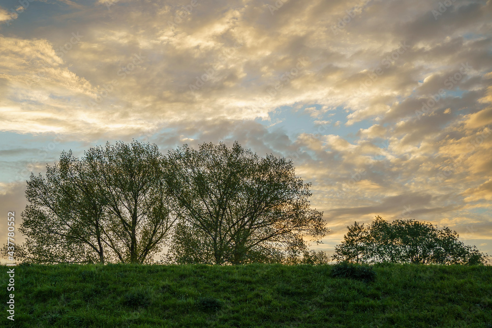 Fototapeta premium tree in the field