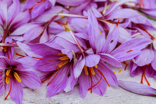 Background from picked flowers of saffron on the table. photo