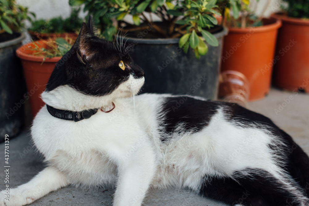 Black and white cat lying in front of flowerpots Black and white cat lying in front of flowerpots