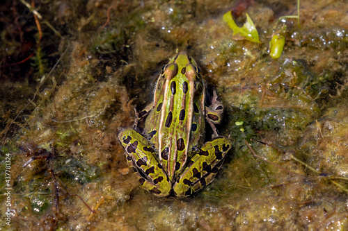 The northern leopard frog is native North American animal. It is the state amphibian of Minnesota and Vermont.