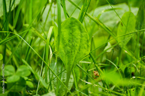 plantain lanceolate on a background of green grass