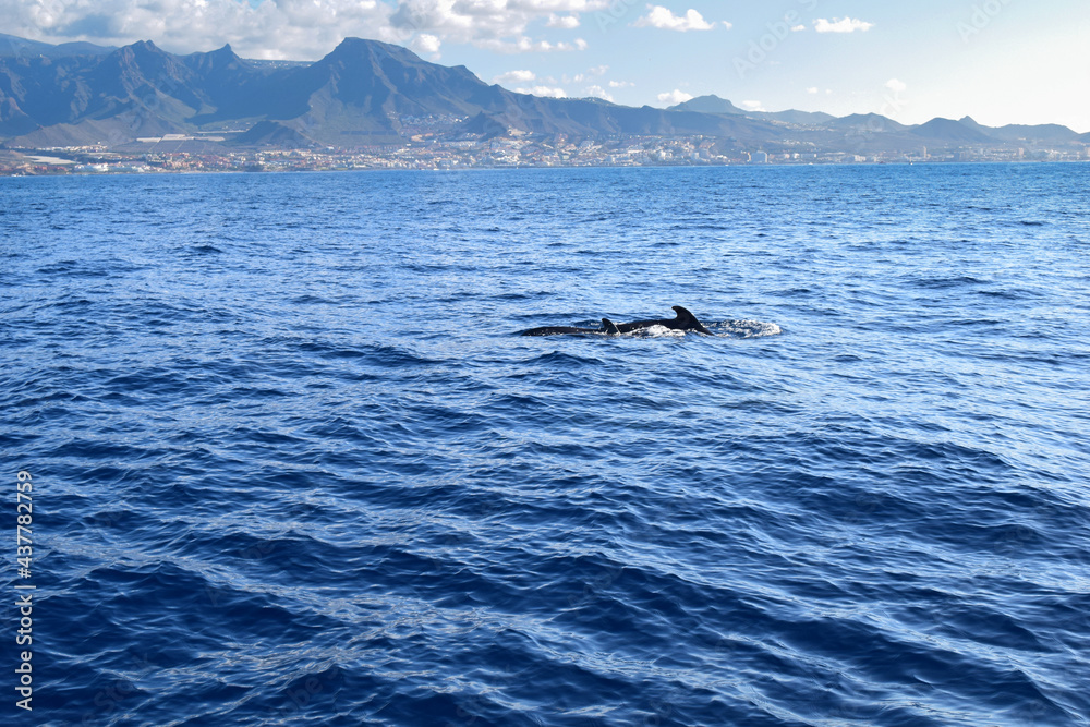 Fototapeta premium dolphin jumping in the sea