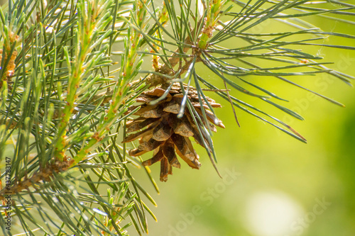 pine cone growing on a branch