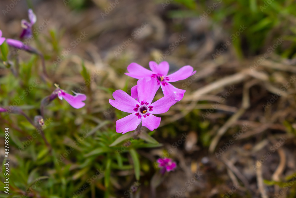Phlox subulata the creeping or moss phlox Phlox subulata the creeping or moss phlox