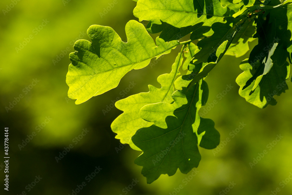 green oak leaves on a background of green nature green oak leaves on a background of green nature
