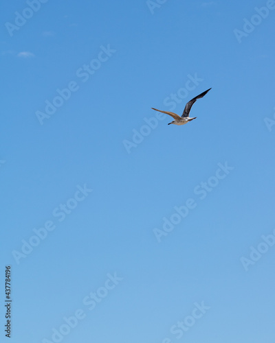 Seagull flying high in the clear blue sky. Vertical image with empty space for text