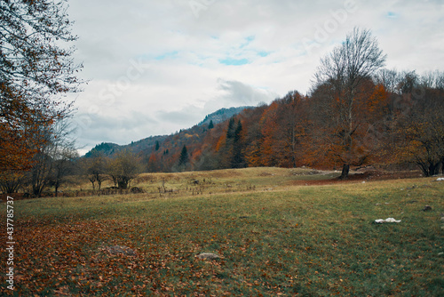 Autumn forest yellow leaves landscape tall trees park fresh air