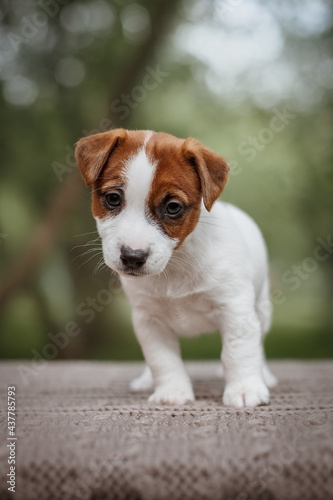 Small Jack Russel Terrier puppy