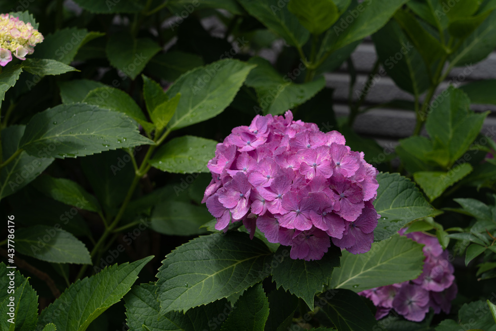 Fototapeta premium 【6月】雨上がりの紫陽花【梅雨】