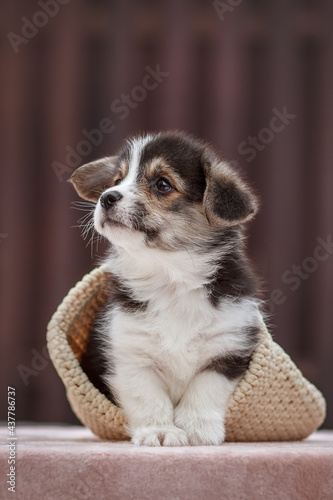 Cute Welsh Corgi Pembroke puppy © Мария Мадзик