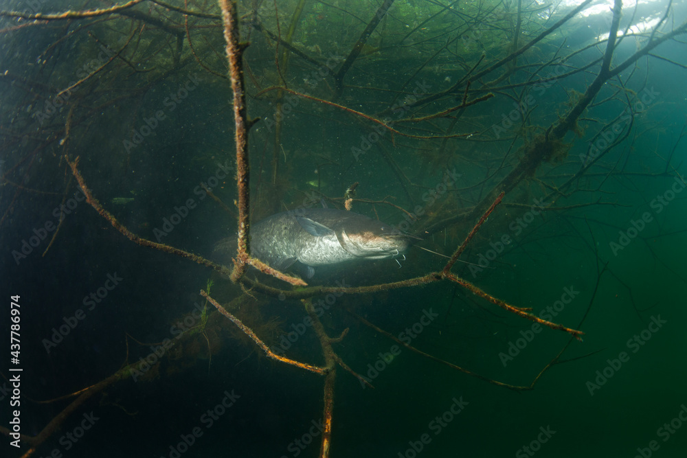 Catfish hiding among branches. Calm wels catfish in the lake. Big fish underwater. Fish life in fresh water. Catfish hiding among branches. Calm wels catfish in the lake. Big fish underwater. Fish life in fresh water.