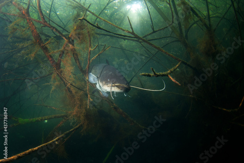 Catfish hiding among branches. Calm wels catfish in the lake. Big fish underwater. Fish life in fresh water.  photo