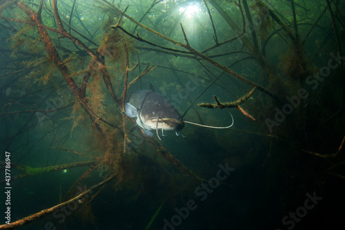 Fotografie Catfish hiding among branches