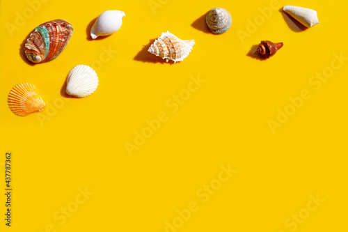 Composition of exotic seashells on yellow background.