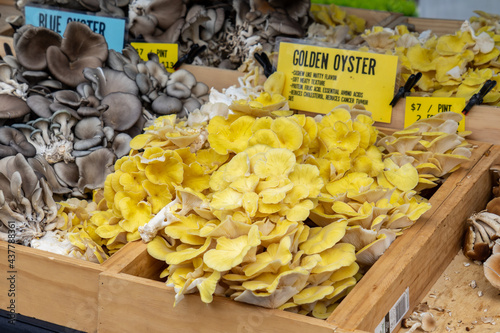 Golden Oyster Mushrooms for Sale at Local Farmers Market photo