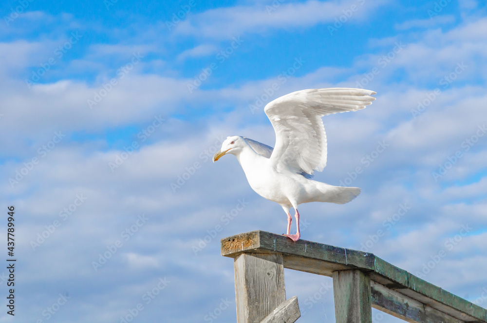 Seagull, bird, wildlife, ocean, sky Seagull, bird, wildlife, ocean, sky