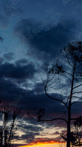 Birds flying in beautiful sunset at Blumenau, Santa Catarina, Brazil