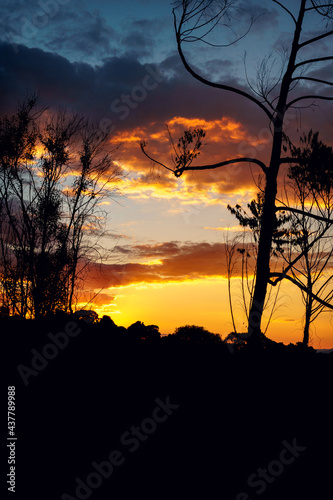 Tree branch in a beautiful sunset at Blumenau, Santa Catarina, Brazil