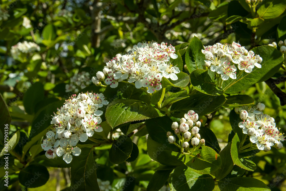 Blooming black mountain ash beautiful background on the theme of spring in the garden. Blooming black mountain ash beautiful background on the theme of spring in the garden.