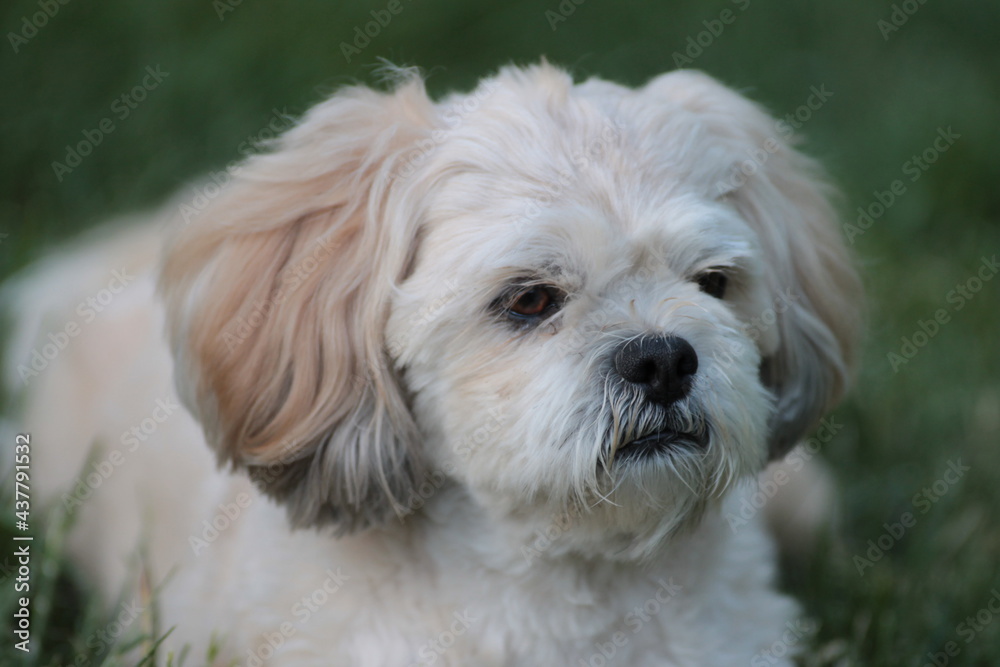 Lhasa Apso in Grass