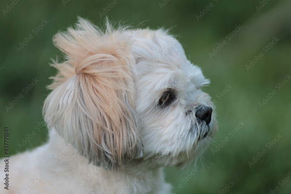 Wind Blowing Lhasa Apso's Hair Wind Blowing Lhasa Apso's Hair
