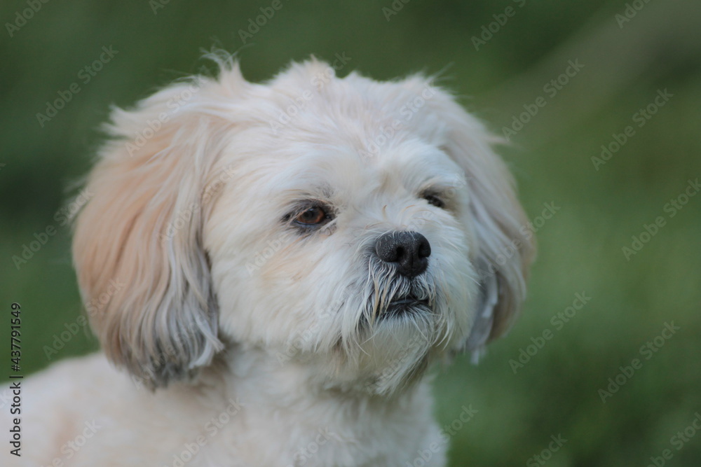 Lhasa Apso Laying in Grass