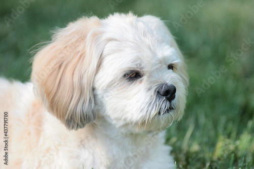 Lhasa Apso Laying in Grass